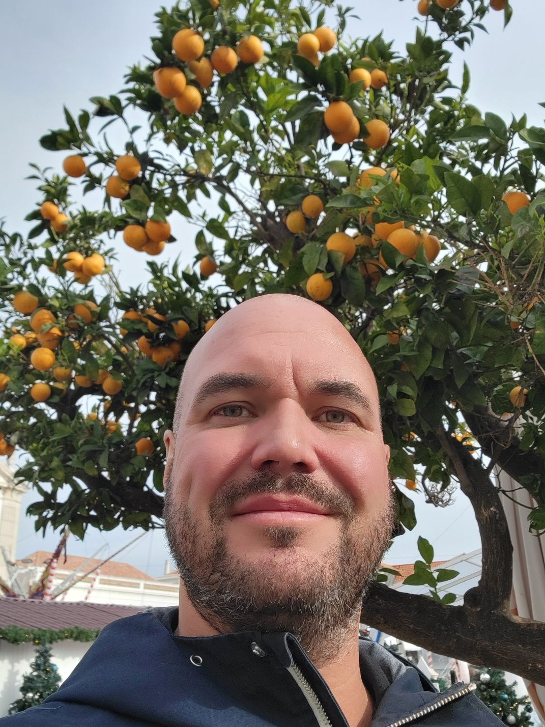 orangen koenig