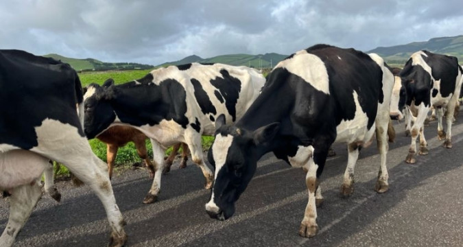 Azoren 2025: Terceira