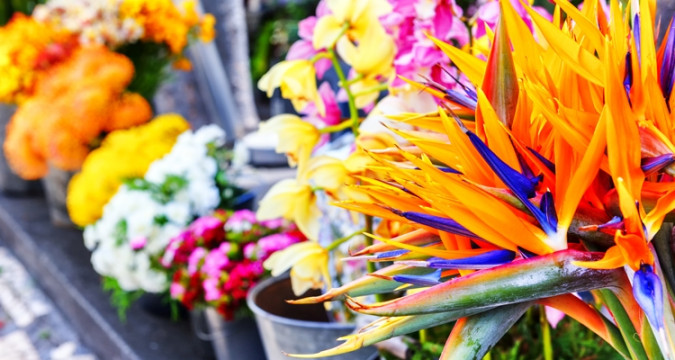 blumen madeira offerte 008